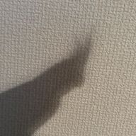 まめさんのアイコン画像