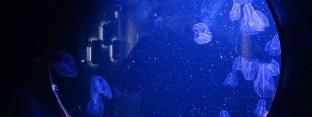 ルイアさんの壁紙画像