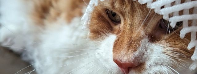 とろろさんの壁紙画像