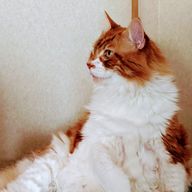 とろろさんのアイコン画像