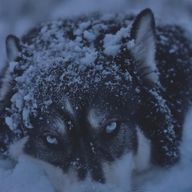 黒鳩.さんのアイコン画像