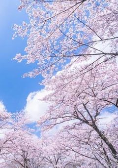 桜みたいな青春を!!設定資料集