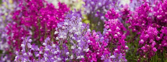 和菓子屋のいちご大福さんの壁紙画像