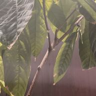 にかちさんのアイコン画像