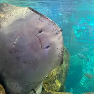 丸山菖蒲【フォロセ中】さんのアイコン画像