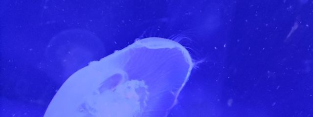 しーさんの壁紙画像