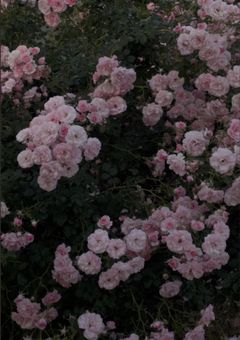 「「一  生  の  お  願  い  だ  か  ら  、  信  じ  て________。」」