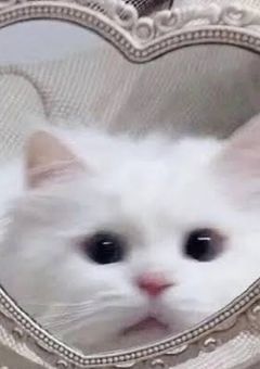 質問かもん