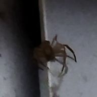 ただの僕さんのアイコン画像