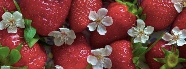 苺 花さんの壁紙画像