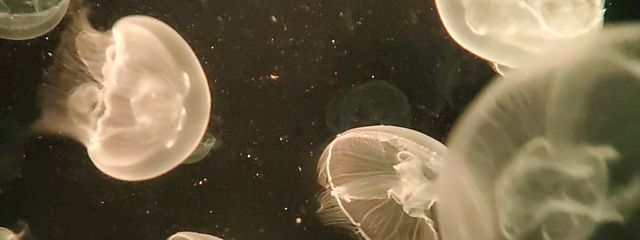 黒猫さんの壁紙画像