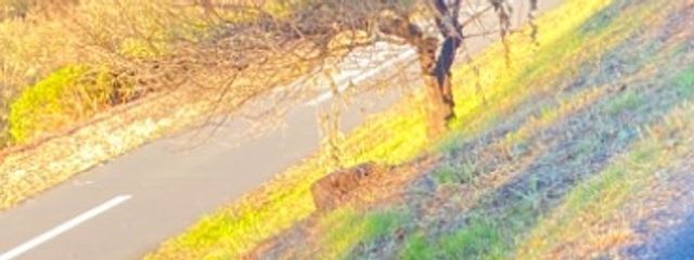 ➽さんの壁紙画像