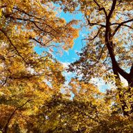 Kotoa🐑さんのアイコン画像