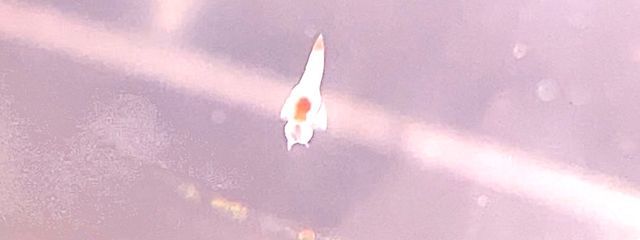 ﾔﾅｷﾞｰﾁｬﾝさんの壁紙画像