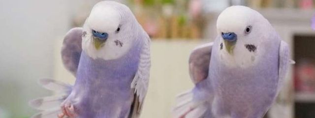 きゅうちゅゎぁぁぁんさんの壁紙画像