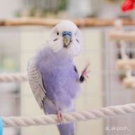 きゅうちゅゎぁぁぁんさんのアイコン画像