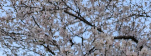 💐さんの壁紙画像