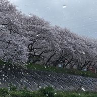 あんずさんのアイコン画像