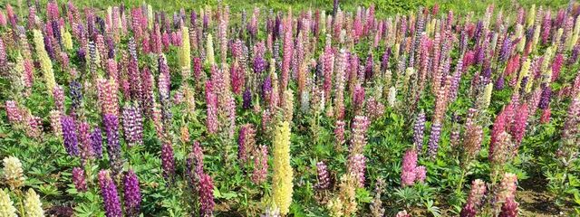 み～にゃさんの壁紙画像