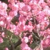 Amさんのアイコン画像