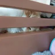 カイリさんのアイコン画像