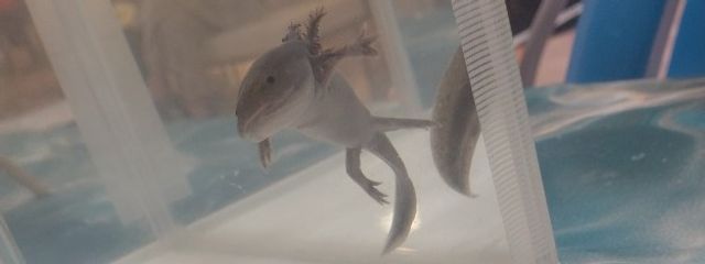 つぐ #誕生日ネキさんの壁紙画像