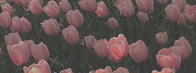 あみさんの壁紙画像