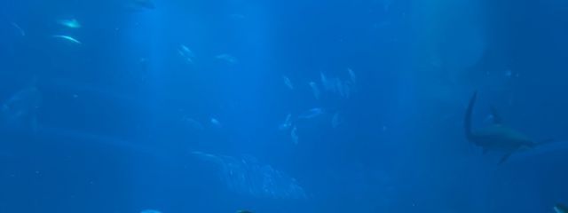 あめさんの壁紙画像