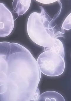 小悪魔くん(短編)