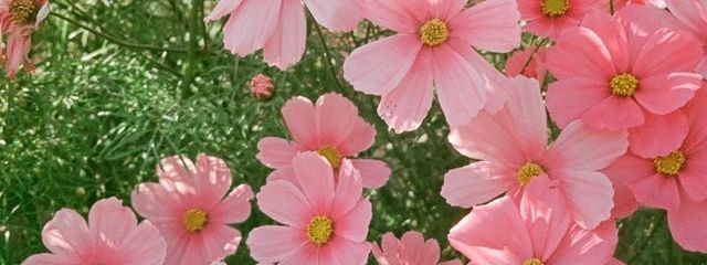 おねぎさんの壁紙画像