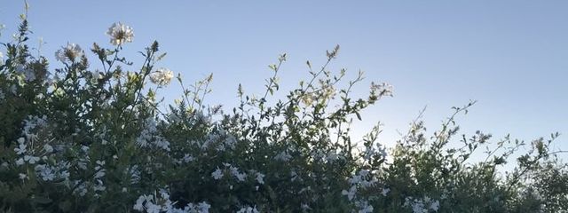 リランさんの壁紙画像