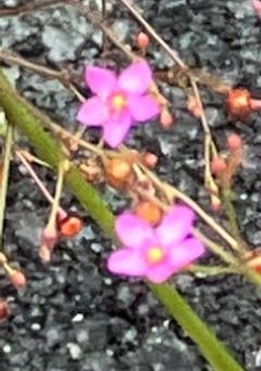 みんなの花　私の花