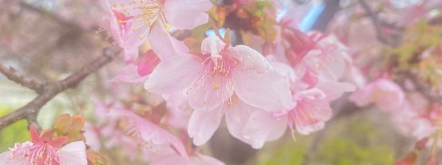 ちゆさんの壁紙画像