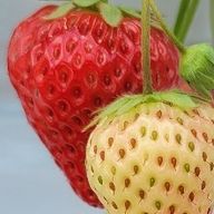 ➶AIKA🤍さんのアイコン画像