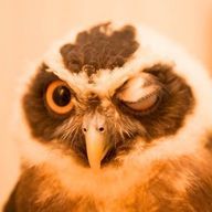 #ももちさんのアイコン画像