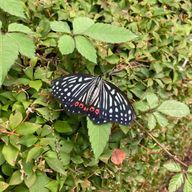 糸さんのアイコン画像