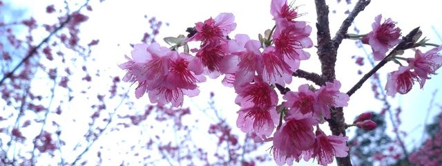 ソラ໒꒱⋆*🌸さんの壁紙画像