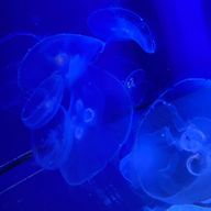 はるるさんのアイコン画像