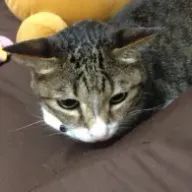 error18サブ垢さんのアイコン画像