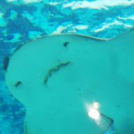 🌸桜吹雪🌸さんのアイコン画像