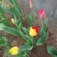 aeimeさんのアイコン画像