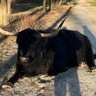 Mrsさんのアイコン画像