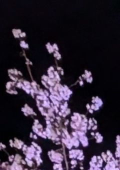 EBiDAN紅一点