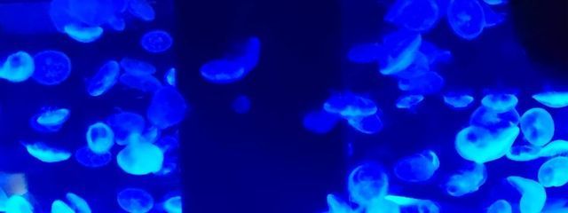 ありか🔰　無期限活動休止中さんの壁紙画像