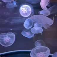 綾さんのアイコン画像