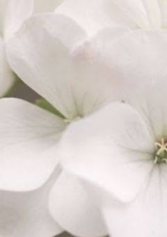  白色 の ゼラニウム 。