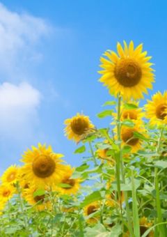 残映の金糸雀色