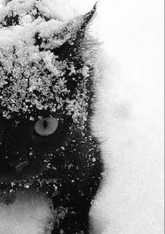 主  黒猫   🐈‍⬛💕