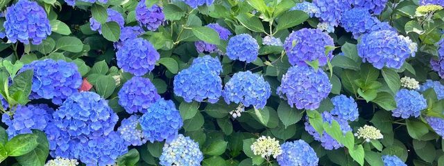 さぁーちゃんさんの壁紙画像