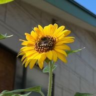 さぁーちゃんさんのアイコン画像